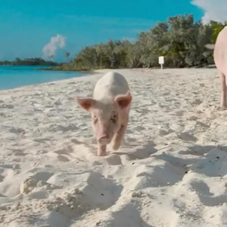 아파트 Windsurf Front 토레 그란데