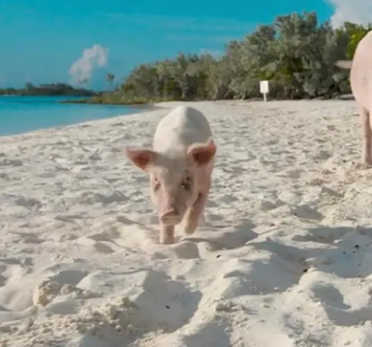 Apartamento Windsurf Front Torre Grande